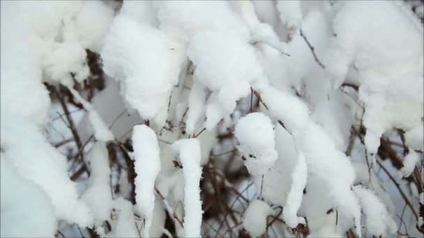 Зимний лес в снегу — стоковое видео