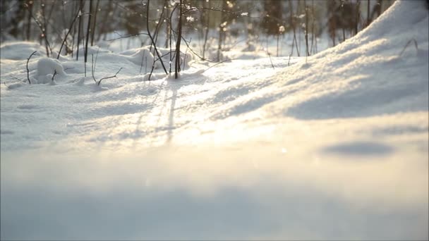 Bosque de invierno en la nieve — Vídeos de Stock