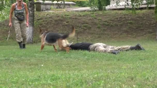 Los cinólogos militares entrenan al perro pastor — Vídeo de stock