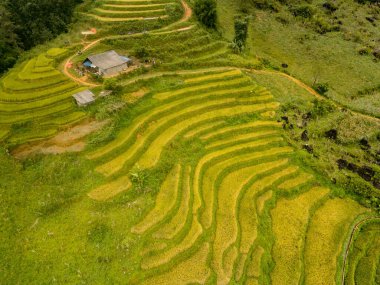 Altın teraslı pirinç tarlalarının havadan görünüşü dik Vietnam dağ yamaçlarından aşağı dökülüyor.