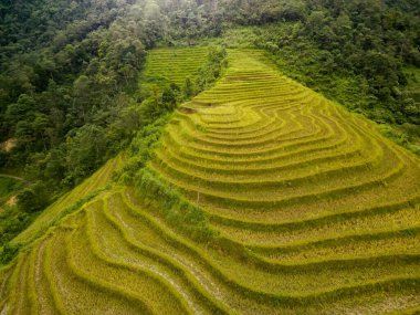 Vietnam 'da dik yamaçlarda altın hasat arazileri olan canlı yeşil pirinç teraslarının havadan görünüşü.