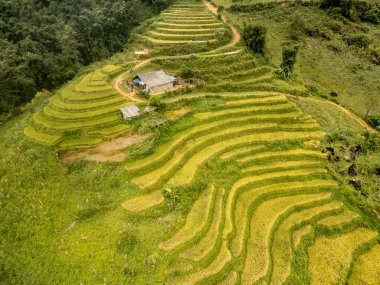 Vietnam dağ manzarasında sarmal yolları olan altın ve yeşil pirinç terasları.
