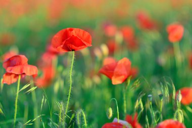 kırmızı çiçek haşhaş. çiçek alan. Yakın çekim bir çiçek. 