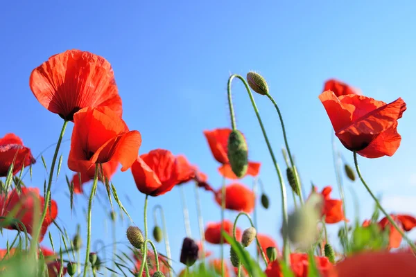 Blüht roter Mohn. Blumenfeld. blauer Himmel. Nahaufnahme — Stockfoto