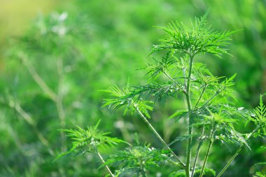 Ragweed-Ambrosia artemisiifolia, Anti