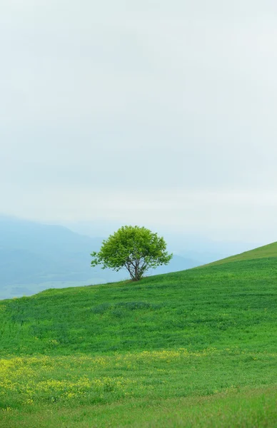 Albero solitario su una collina. Tempo nuvoloso. Lo sfondo — Foto Stock
