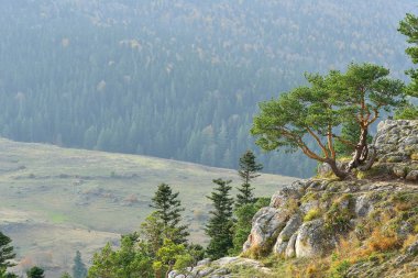 Dağ çam kırılması üzerinde