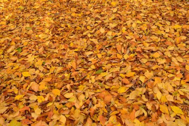 kirli sonbahar yaprakları