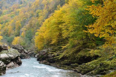 Sonbahar ormanı ve dağ nehri
