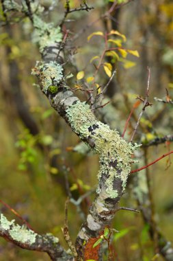 Moss vurdu şube