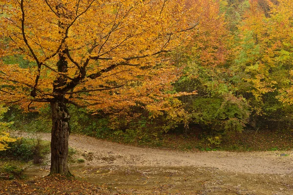 Herbstwälder und Fluss — Stockfoto