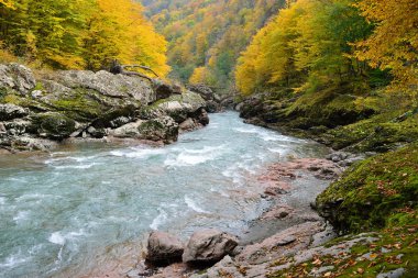 Sonbahar ormandaki nehir hızlı dağ