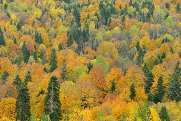 Hillside sonbahar orman ile