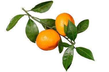 İki olgun mandalina izole dal, yaprak ile