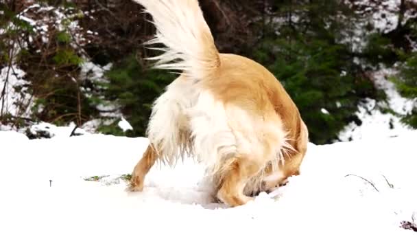 Golden Retriever pies poza granie w śniegu — Wideo stockowe