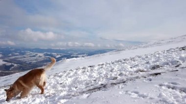 Dağın tepesinde kar topları ile oynayan köpek