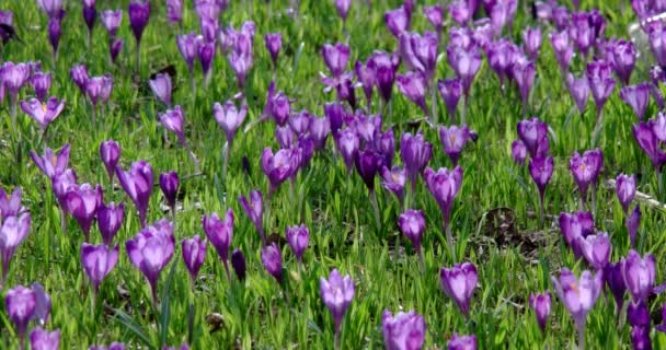 Прекрасна весняна фіолетова пташка крокусів — стокове відео