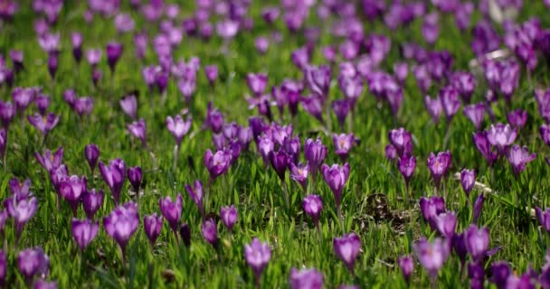 Fältet som blommar med lila krokusar, vårblomma — Stockvideo