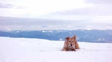 Dağın tepesinde kar topları ile oynayan köpek