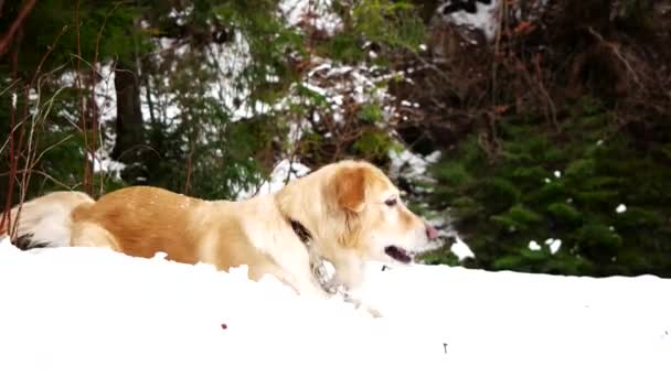 大きな雪玉を引く犬ゴールデンレトリバー — ストック動画