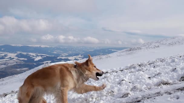 Golden retriever perro disfrutando del invierno jugando en la nieve — Vídeos de Stock