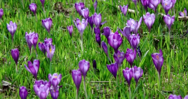 Krokus ist eine Pflanzengattung aus der Familie der Schwertlilien — Stockvideo