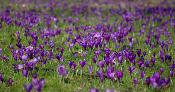 Crocus es un género de plantas con flores perteneciente a la familia Iris. — Vídeo de stock