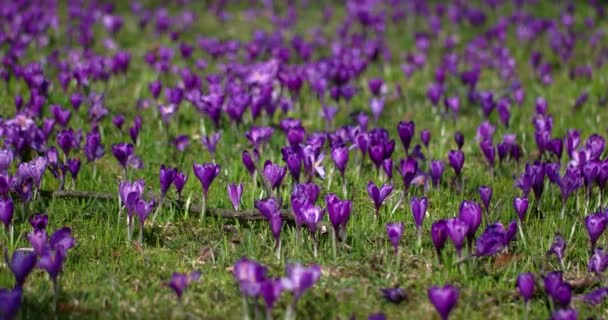 Fleur de crocus pourpre sur la prairie de printemps 