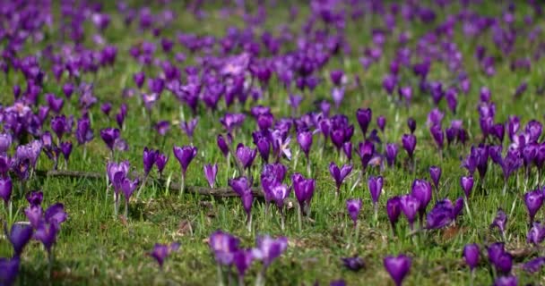 Lila Krokusblüte auf der Frühlingswiese — Stockvideo