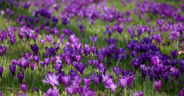 Ein Feld mit blauem und violettem Krokusrasen im April. — Stockvideo