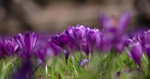 Blüten der lila Krokusse im Frühling — Stockvideo