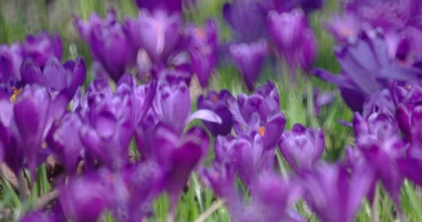 Filed de flores de croco roxo na primavera — Vídeo de Stock