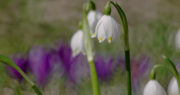 Plant voor voorjaar snowflake, op onscherpe achtergrond. — Stockvideo