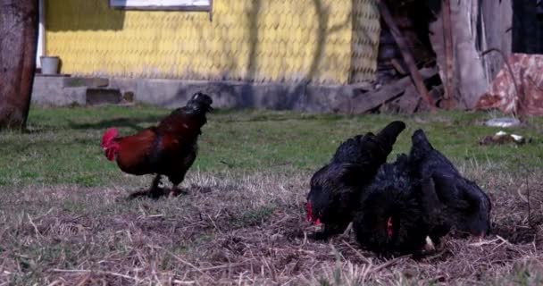 Galos andando em torno de um jardim — Vídeo de Stock