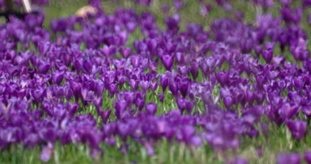 Iktatott lila crocus virágok tavasszal — Stock videók
