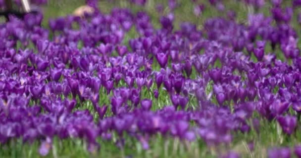 Filed de flores de croco roxo na primavera — Vídeo de Stock