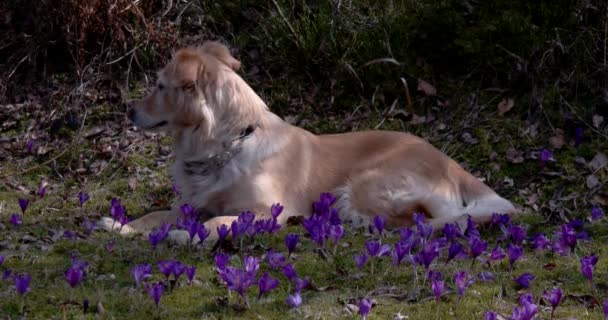 Собака на горном поле с крокусами — стоковое видео