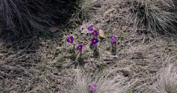 Groupe de fleurs violettes de crocus d'en haut — Video