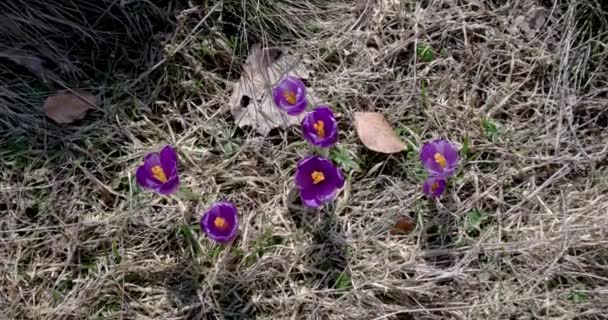 Groep paarse bloesems van Crocus van bovenaf — Stockvideo