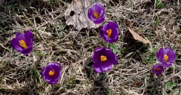 Närbild av en grupp av Violetta blommor av Krokus från ovan — Stockvideo