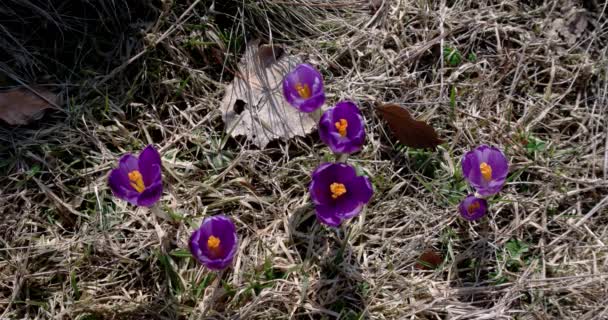 Close-up van een groep van violet bloesems van crocus van bovenaf — Stockvideo