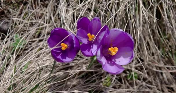 Gros plan de fleurs de violette de crocus d'en haut — Video