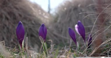 Sabah Işığı ile Çim Bahar Mor Crocus