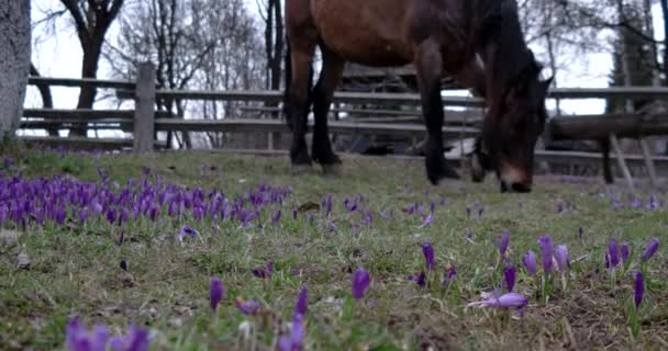 Cavallo Castagno al pascolo in un campo di croco — Video Stock