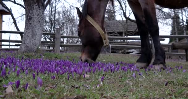 Kastanienpferd weidet in einem Krokusfeld — Stockvideo