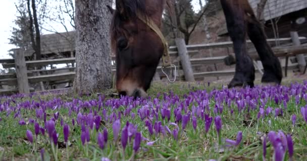 Kastanje paard grazen in een veld van Crocus — Stockvideo