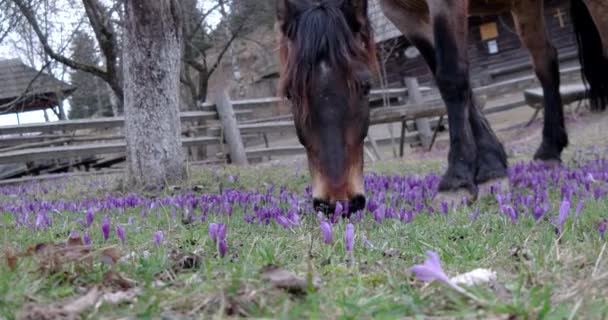 Kastanj häst bete i ett fält av Crocus — Stockvideo
