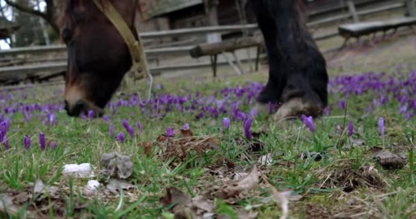 Ο καστανό άλογο βόσκει σε ένα χωράφι του κρόκους — Αρχείο Βίντεο