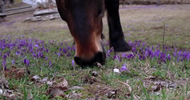 Kastanje paard grazen in een veld van Crocus — Stockvideo