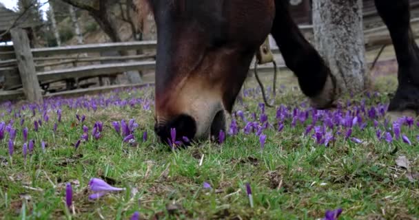Выпас каштановых лошадей на полях Крокуса — стоковое видео